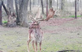 Damhirsch vor Abwurf seines mächtigen Geweihs, © Naturpark Geras