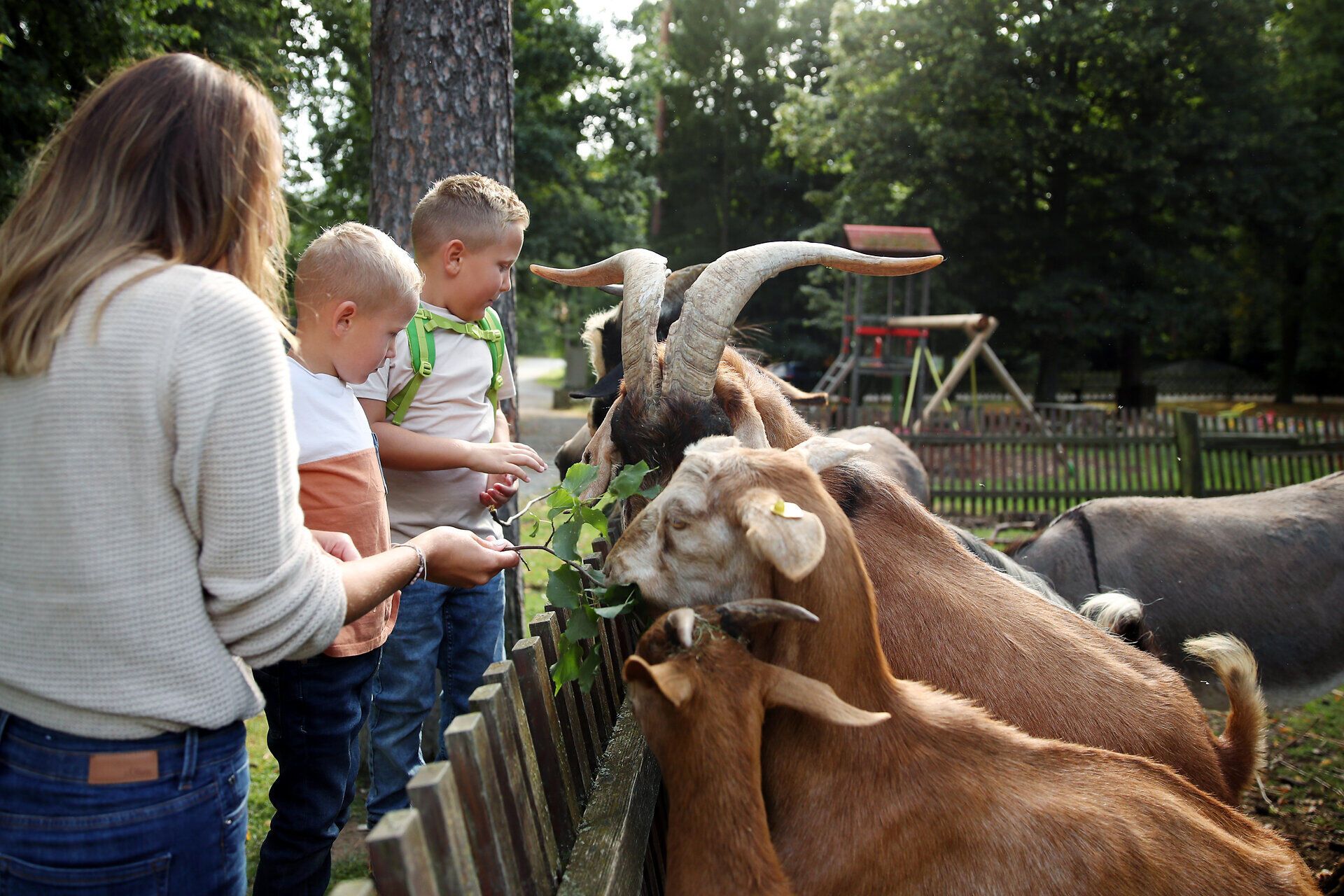 Zwei Kinder und eine Frau stehen an einem Zaun und Füttern mehrere Ziegen mit Zweigen. 