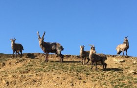 Unsere Steinbockfamilie am Joachimshügel, © Naturpark Geras