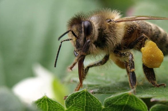 Honigbiene bei der Arbeit, © Bienenlandl Langau, Robert Schmutz