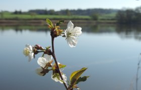 Obstbaumblüte am Langen Teich, © Naturpark Geras, Margit