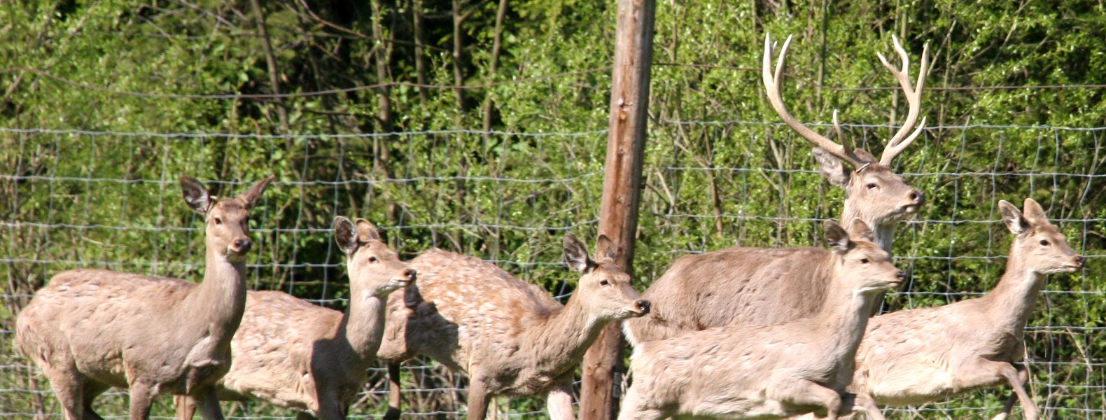 Rotwild auf Lichtung, © Naturpark Geras, Margarete Jarmer