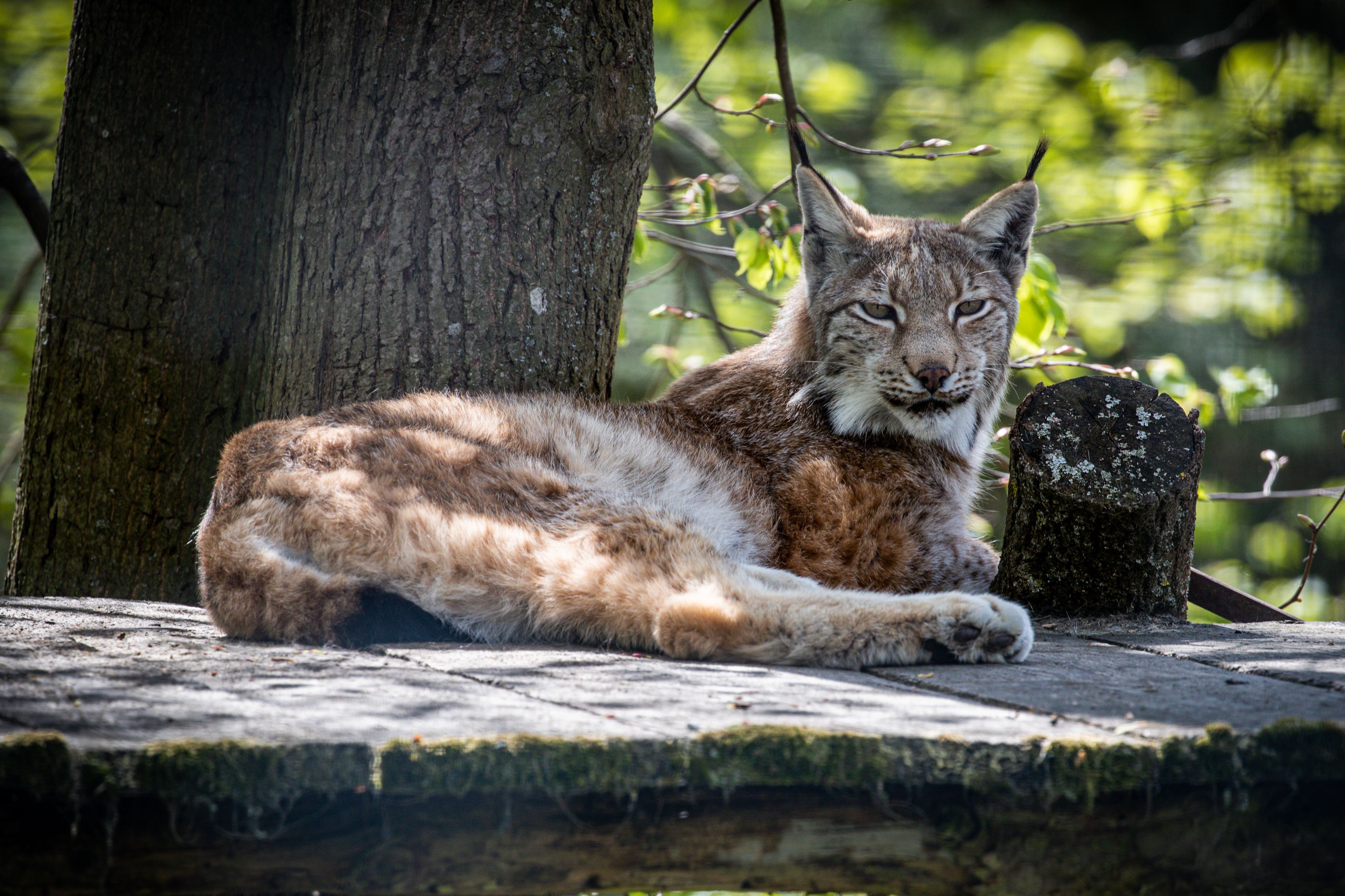 Luchs liegt auf einer Plattform
