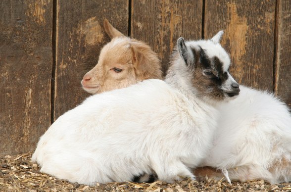 Ziegennachwuchs, &copy; Naturpark Geras, Margarete Jarmer