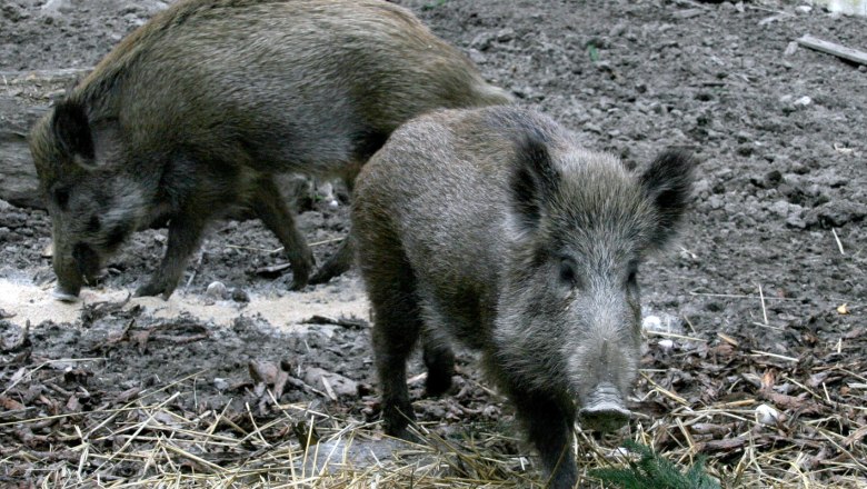 Wildschweine, © Naturpark Geras, Margarete Jarmer