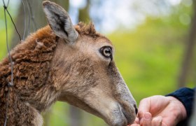 Unsere Mufflons fressen Euch aus der Hand!, © Naturpark Geras, Christian Schaub