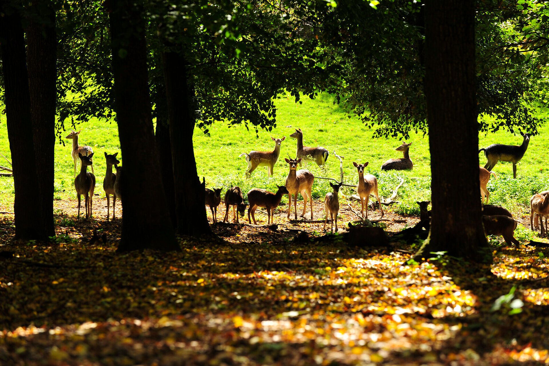In der Lichtung des Wildgeheges genießt unser Damwild die Morgensonne 