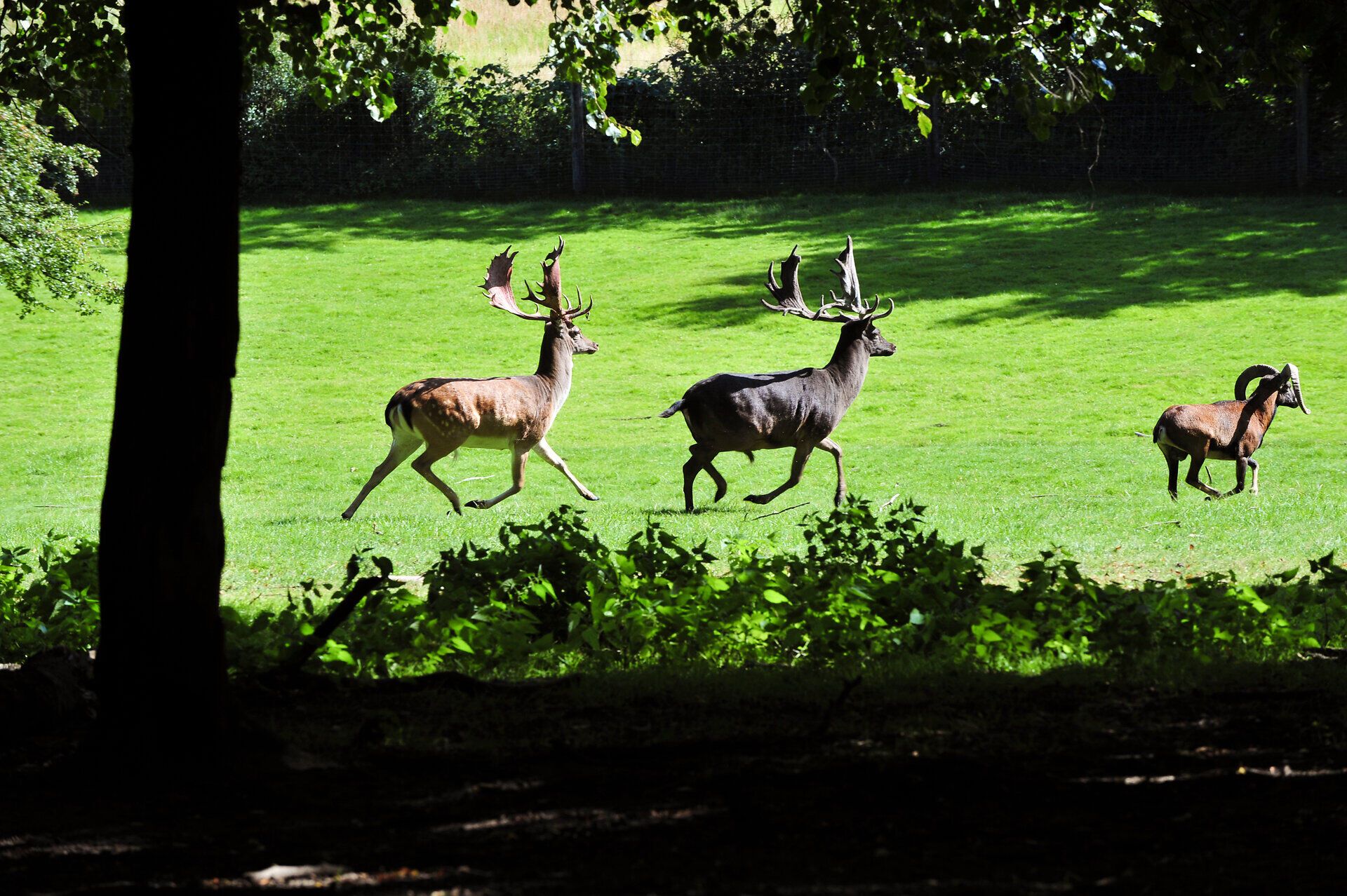 In der sanften Sommerlandschaft des Naturparks Geras bewegen sich majestätische Rehe über die saftig grünen Wiesen. Die ruhige Atmosphäre und das Spiel von Licht und Schatten unter den Bäumen schaffen eine idyllische Kulisse für Naturliebhaber und Wanderer.