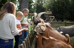 Zwei Kinder und eine Frau stehen an einem Zaun und Füttern mehrere Ziegen mit Zweigen. 
