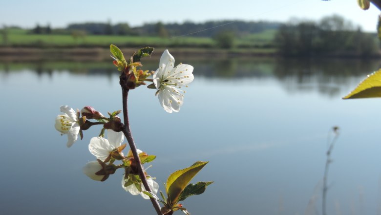 Obstbaumblüte am Langen Teich, © Naturpark Geras, Margit