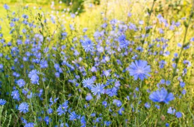 Wegwarte - Heilkraut des Jahres 2020, © yurich84 - fotolia.com