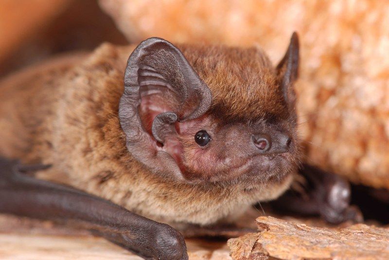 Kleinabendsegler, Fledermaus, schützenswerte Art 2026/2027