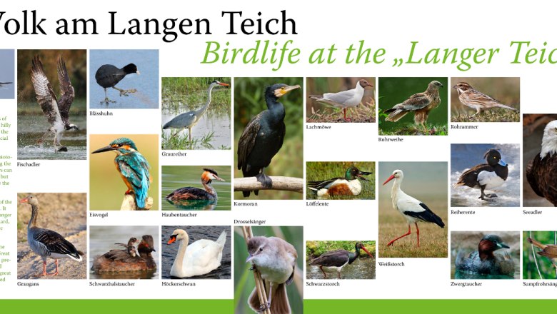 Übersicht Vogelwelt am langen Teich, © Naturpark Geras