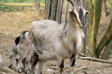 Ziegenfamilie, © Naturpark Geras, Margarete Jarmer