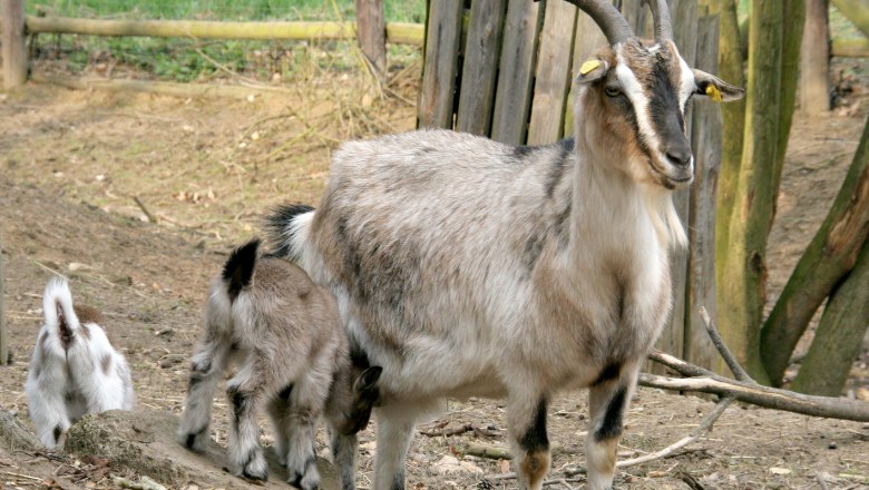 Ziegenfamilie, © Naturpark Geras, Margarete Jarmer