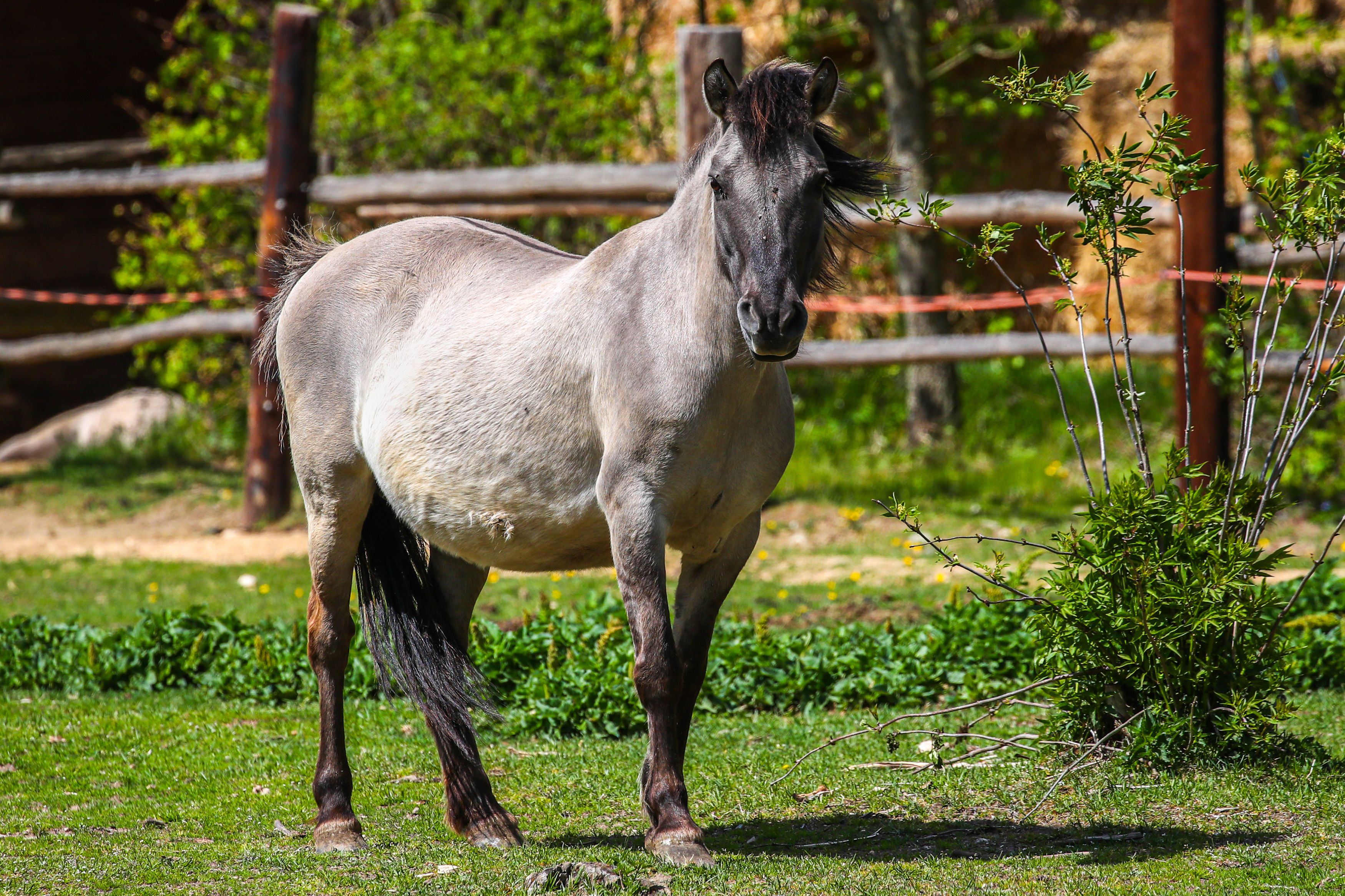 Tarpan ist ein Wildpferd zu sehen in einer Koppel