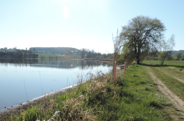 Weidenrast am Langen Teich, © Naturpark Geras, Margit