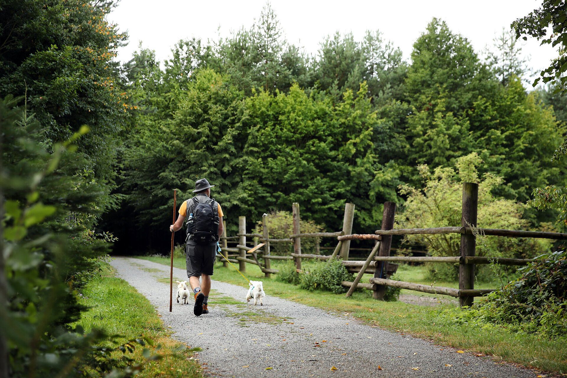 Ein Herr mit Wanderstock marschiert mit zwei Hunden an der Leine eine Schotterstraße entlang. 