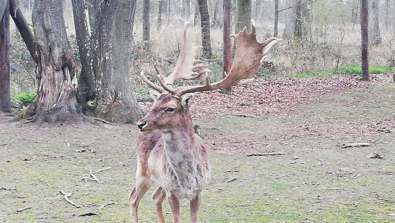 Damhirsch vor Abwurf seines mächtigen Geweihs, © Naturpark Geras