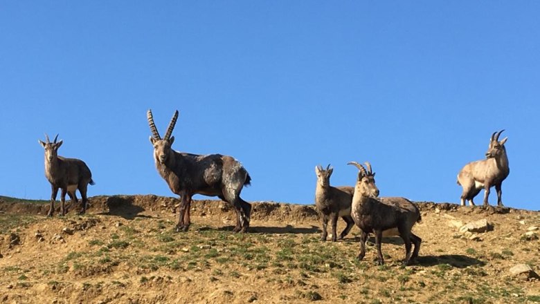 Unsere Steinbockfamilie am Joachimshügel, © Naturpark Geras