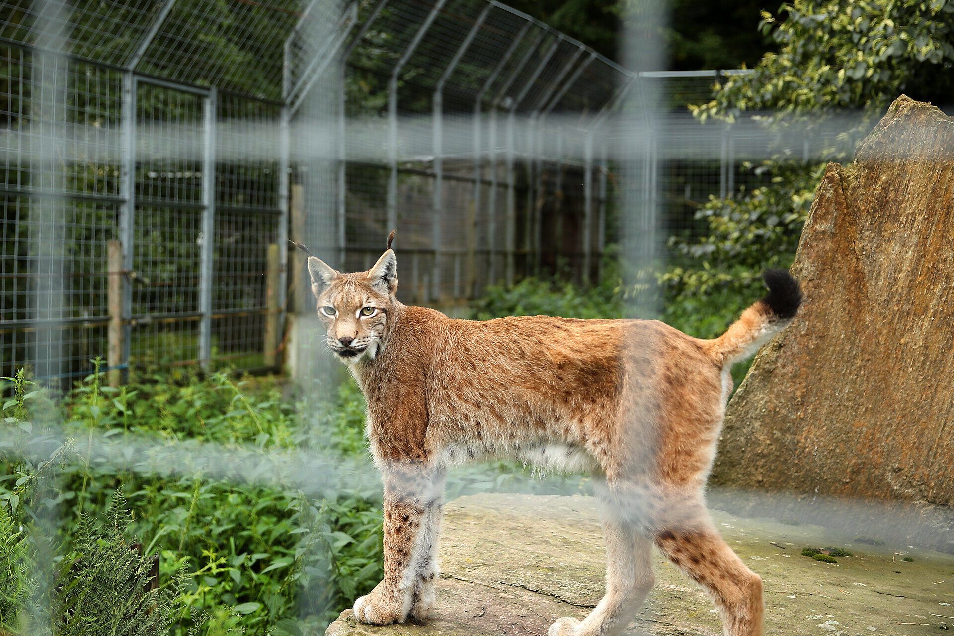 Ein Luchs steht direkt hinter der Absperrung in seinem Gehege und blickt direkt in die Kamera.