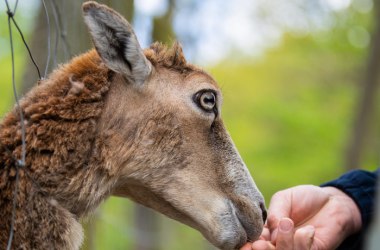 Unsere Mufflons fressen Euch aus der Hand!, © Naturpark Geras, Christian Schaub