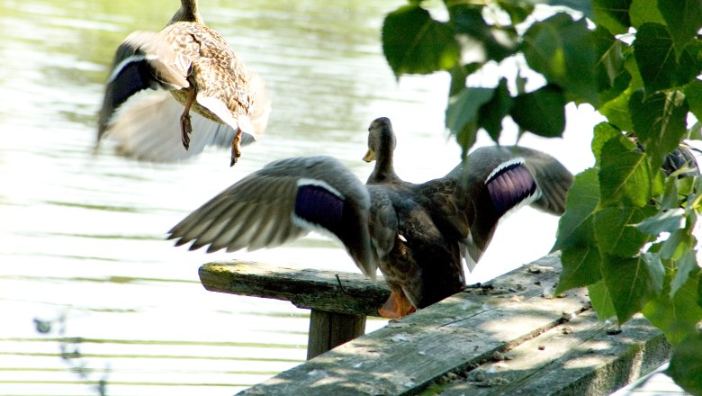 Wildenten am Langen Teich, © Naturpark Geras