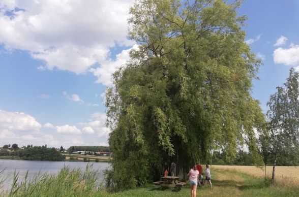 Rastplatz bei Weide am Langen Teich, © Naturpark Geras