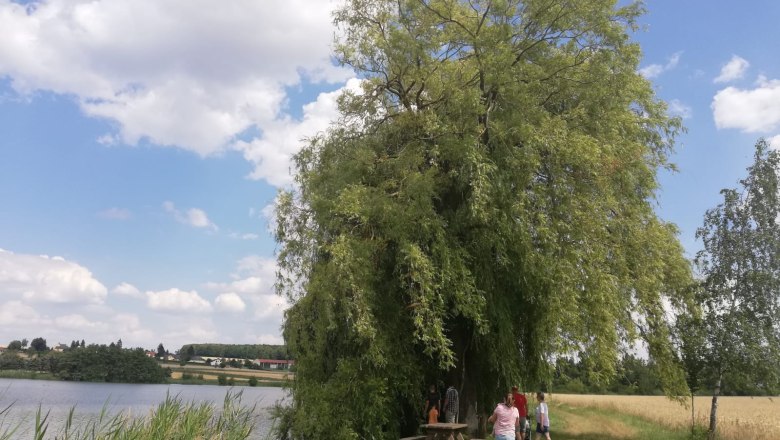 Rastplatz bei Weide am Langen Teich, © Naturpark Geras