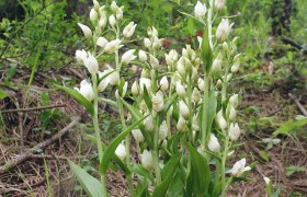 Weißes Waldvögelein, Cephalanthera-damasonium, © Bernd Haynold